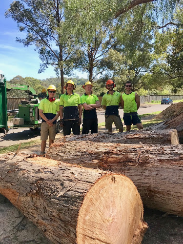 A & A Arbor Tree Service in Thornleigh