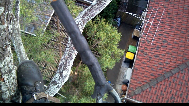A Grade Tree Services in Brisbane