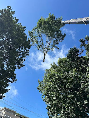 AA Tree Services Sydney in Ermington