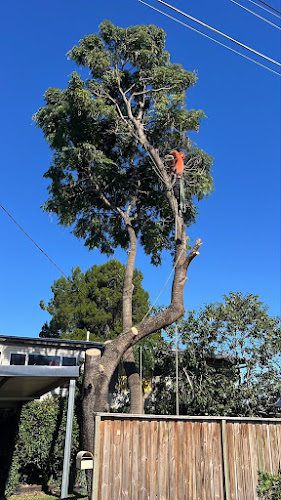 Affordable Tree Loppers South East Melbourne in Berwick
