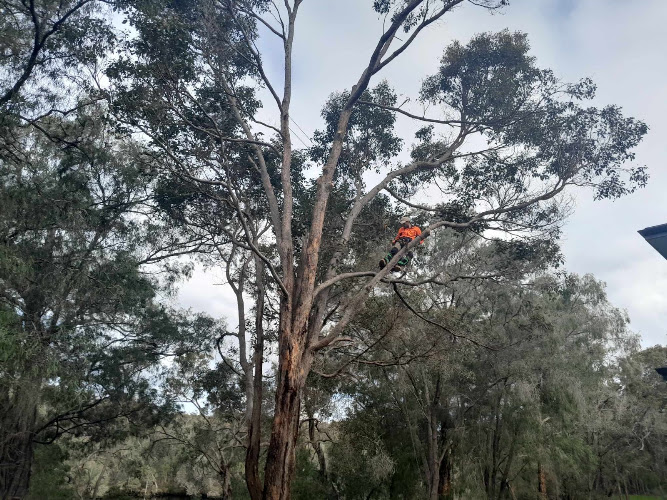 Albany tree works in Albany