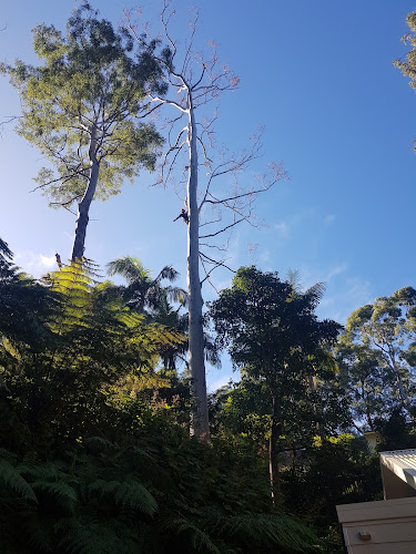 All Around Trees Services - AATS in Minto