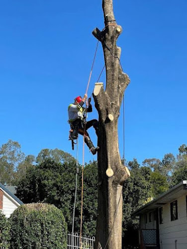 All Sydney Tree Services & Stump Grinding in Liverpool