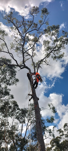 Always joshuas tree services in Urangan