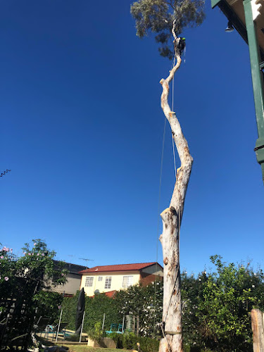 Arbor tree care in Blacktown