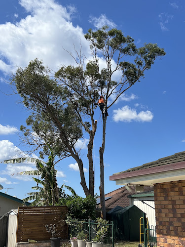 Arborist Tree Techs in Mango Hill