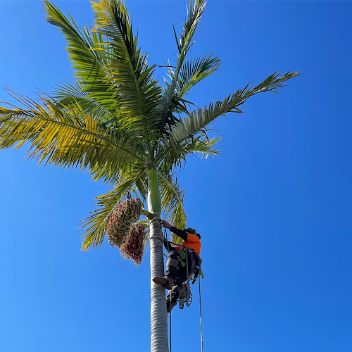 Arborsafe Tree Services Brisbane in Brisbane