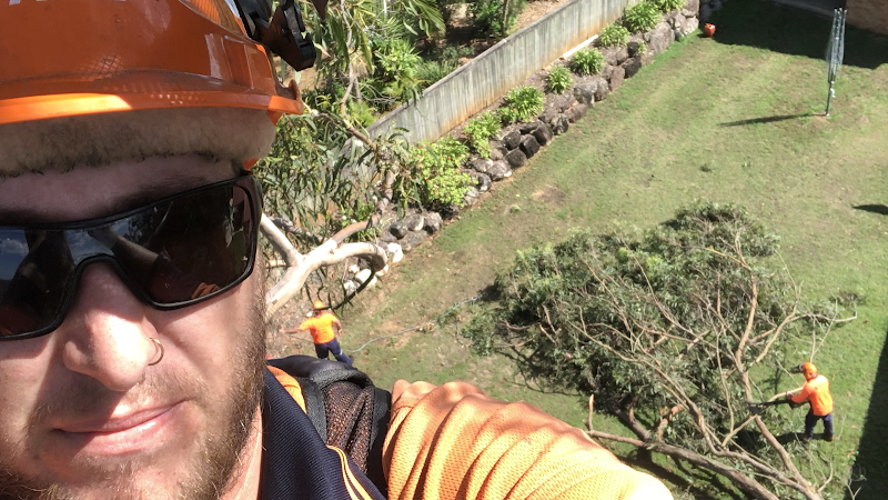 Arborteck tree services in Kallangur