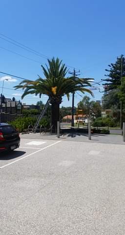 Ascend Tree Services in Ringwood