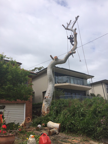 Aus Tree lopping Toongabbie in Toongabbie