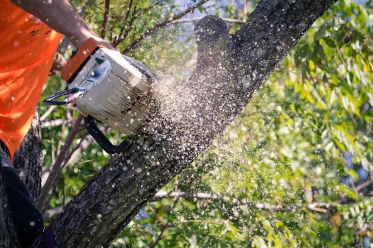 Aussie Tree Lopping Canberra in Turner