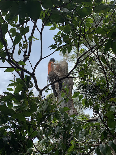 Balanced Tree Care in Cooks Hill