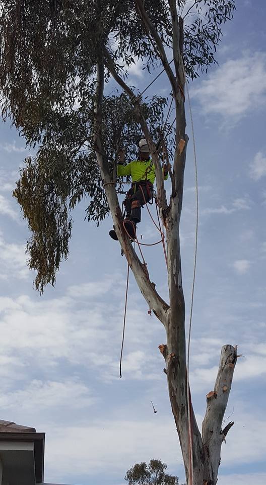 Bell's Tree Services in Tamworth