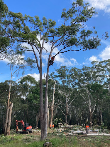 Ben Hastings Tree Service in Enmore