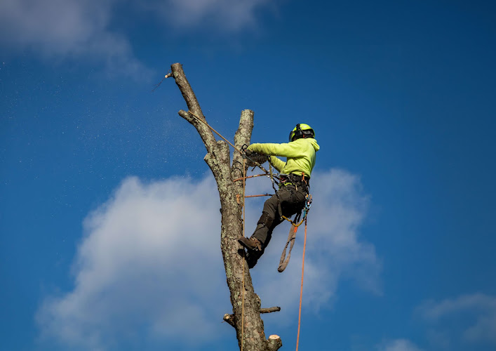 Bendigo Tree Removal Doctor in Long Gully