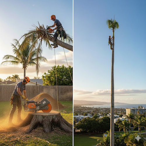 Boots Tree Services in Tweed Heads
