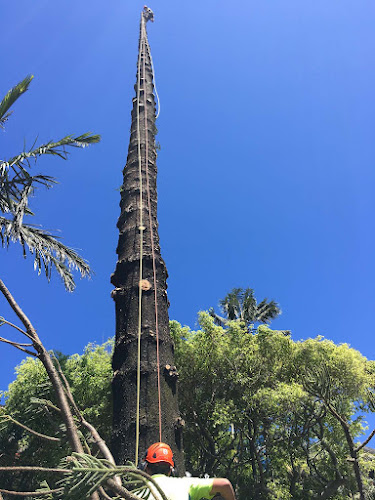 Botanics Tree Wise People in Sydney