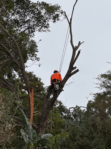 Branch Manager Tree Services in Coolum Beach