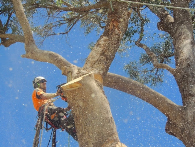 Branching Out Tree Care in Mandurah