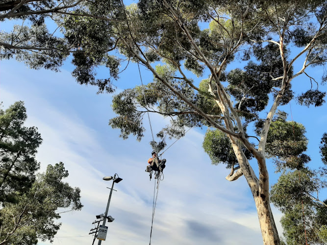 Bushmaster Tree Services in Mount Barker