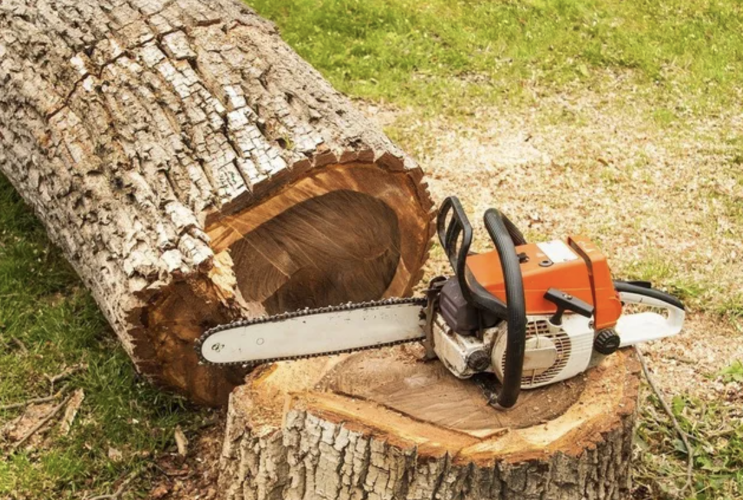 Cairns Tree Loppers in Earlville