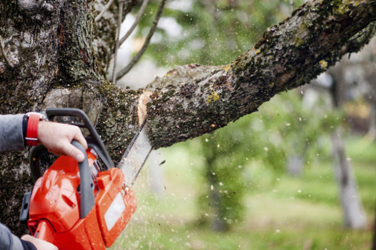 Campbelltown Tree Removal & Lopping Services in Campbelltown