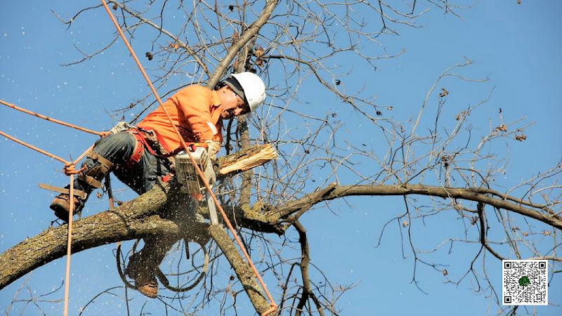 Capalaba Tree Removals in Brisbane