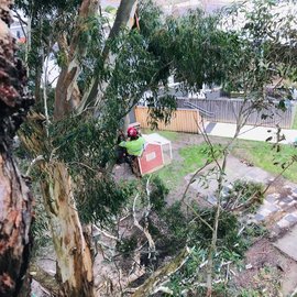 Carter's Tree Services in Warrnambool