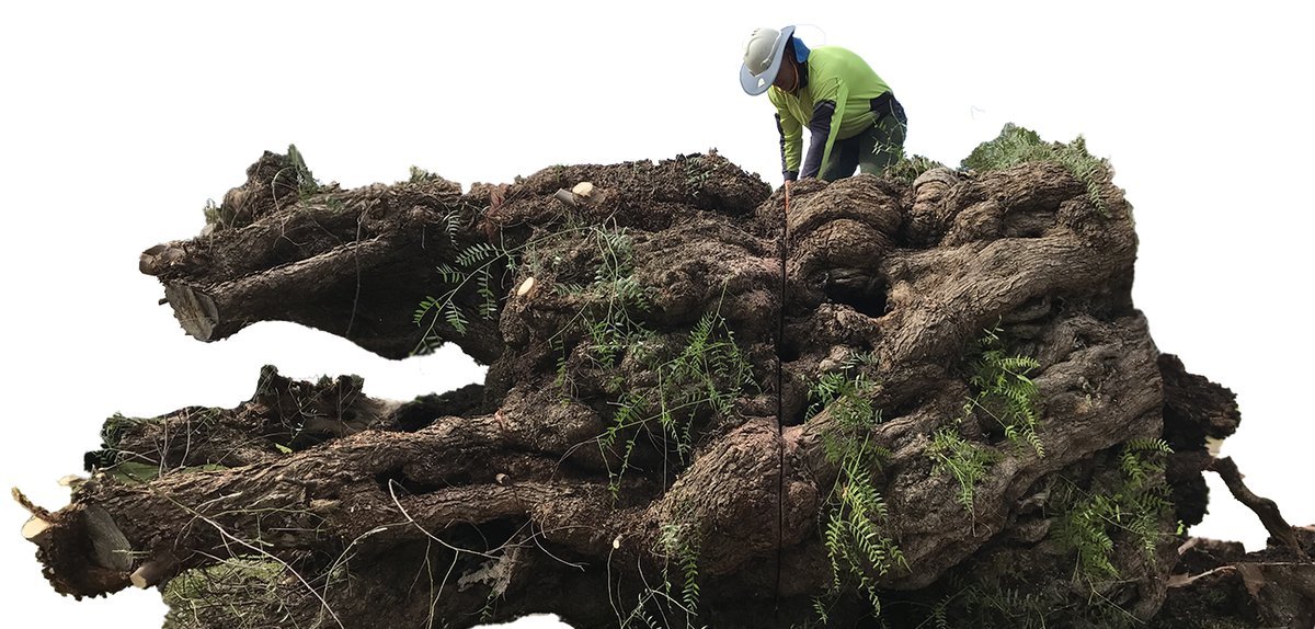 Chandler's Tree Service in Taminda