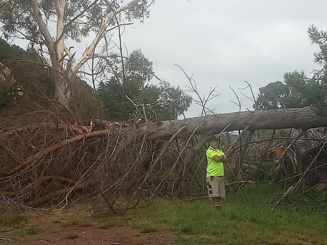 Cheap Tree Removals in Frankston