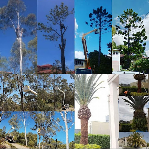 Cheaper Trees in Gold Coast