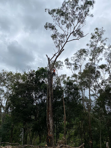 Coastal Tree Barber in Maroochydore