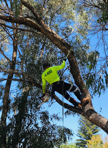 Colins Trees in Mullaloo