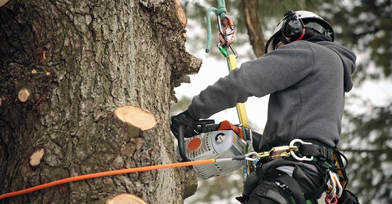 CTL Tree Service & Stump Removal Adelaide in Adelaide
