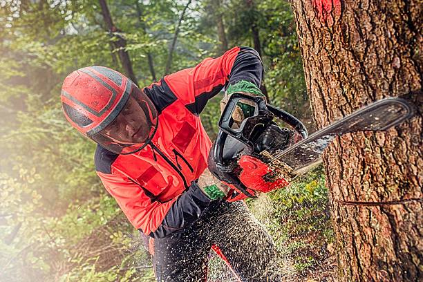 DR Tree Services And Stump Removal in Hornsby