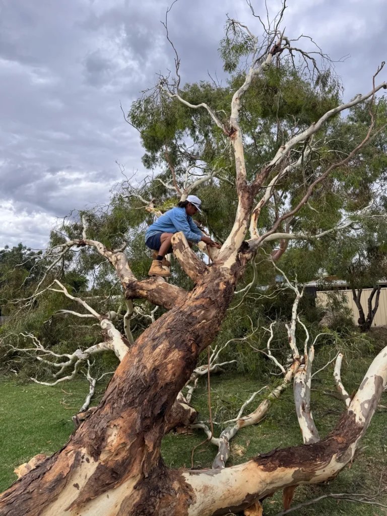 Dubbo yard maintenance in Dubbo