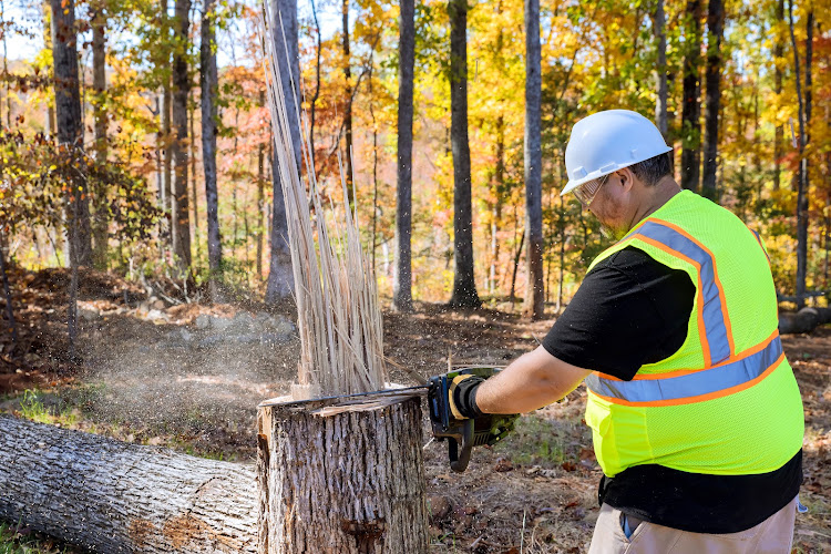 Eastwood Tree Services & Removal in Parramatta