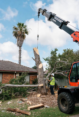 Eco Tree Removal Brisbane in Milton