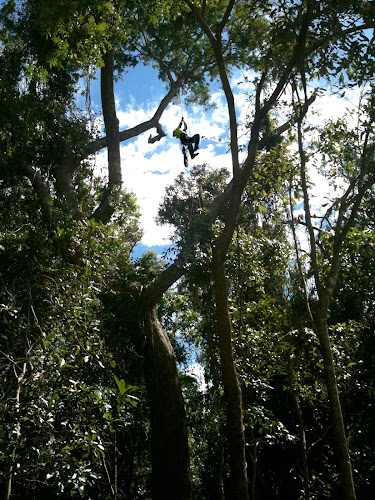 Eucalyptus Tree Services Melbourne in Melbourne