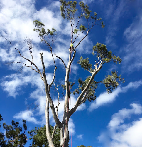 Eucalyptus Tree Services - Ringwood East in Ringwood