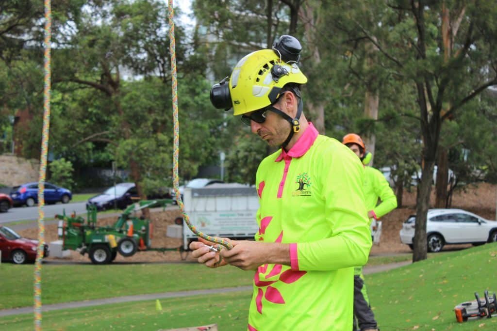 Evergreen Tree Care in West End