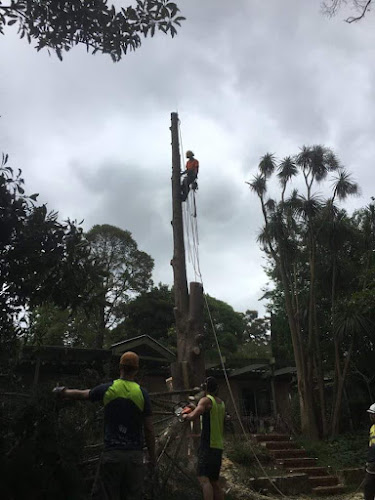 Expertrees Professional Tree Service in Croydon