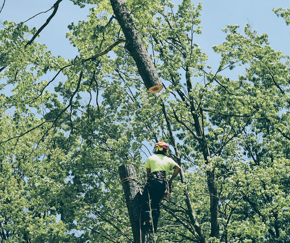 Flora Tree Services in Ainslie