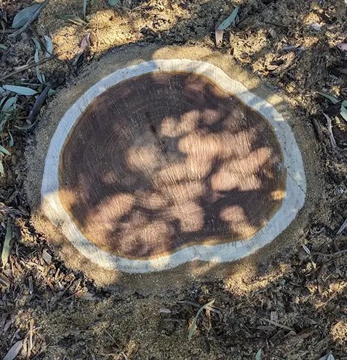 Forbes Tree Care in Geelong