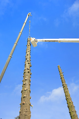 GAB Group - Trees, Traffic , Power in Warrnambool