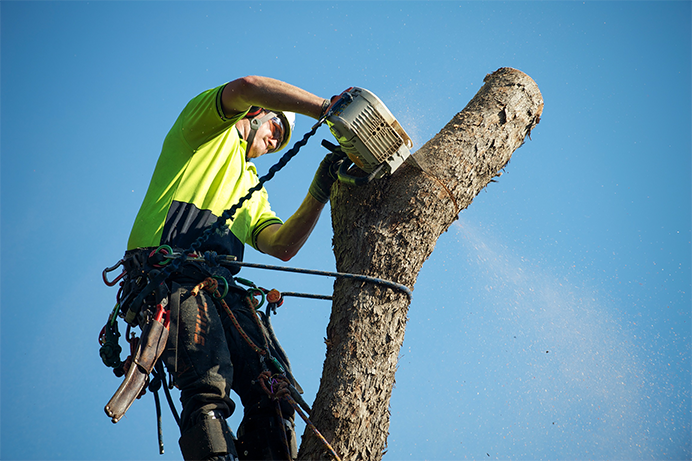 GC Tree Loppers in Gold Coast