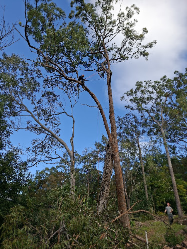 GC Tree Solutions in Ashmore