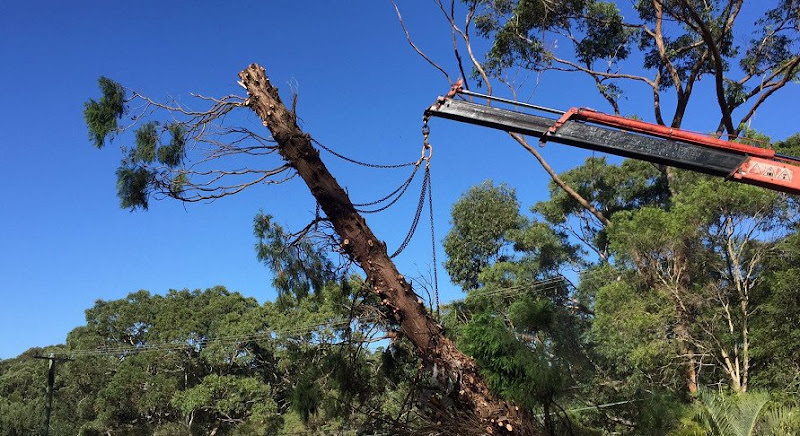 Global Tree Solutions in Berwick