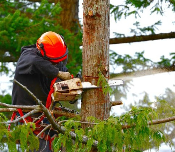 Hi Quality Tree Removal Services in Sydney