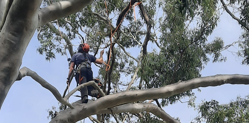 JC Tree Care in Gosford